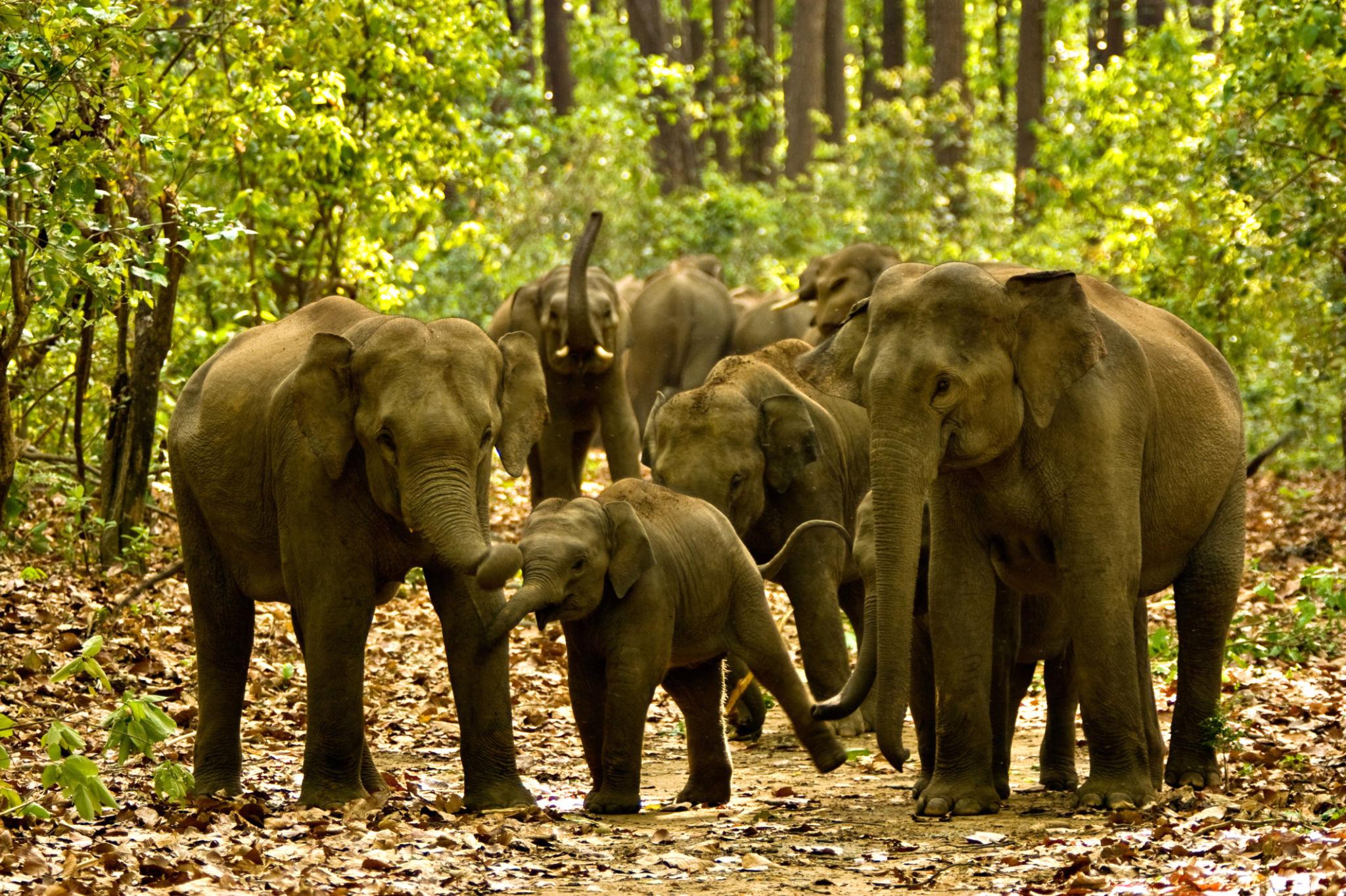 Wildlife Conservation Efforts Strengthened in Uttarakhand, Forest Department Reports Positive Results